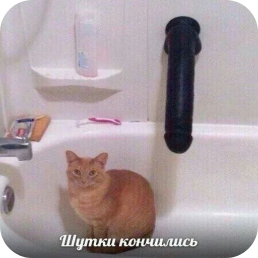 🐱 Стикер «Котыкы» для Telegram