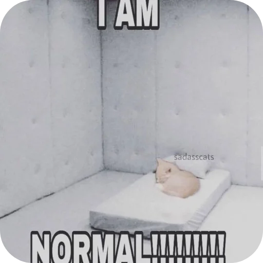 😠 Стикер «Котыкы» для Telegram