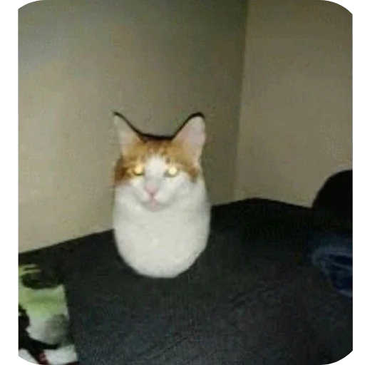 🐱 Стикер «Котыкы» для Telegram