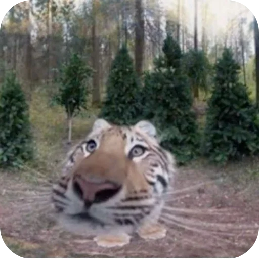 🌴 Стикер «Котыкы» для Telegram