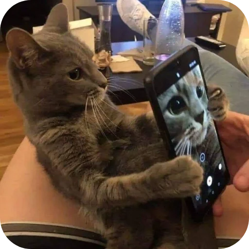 🐱 Стикер «Котыкы» для Telegram
