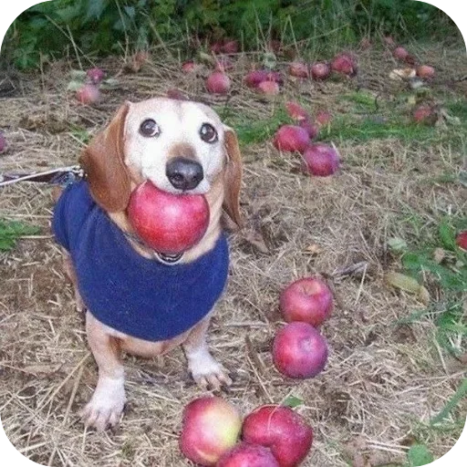 🐶 Стикер «Котыкы» для Telegram