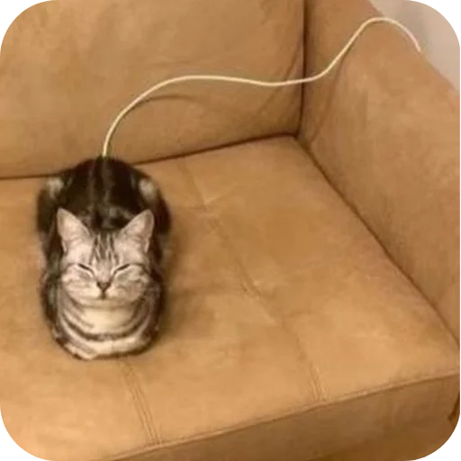🐱 Стикер «Котыкы» для Telegram