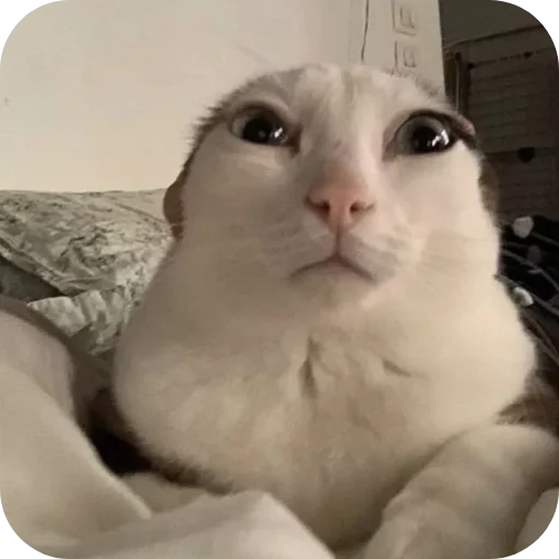 🙄 Стикер «Котыкы» для Telegram
