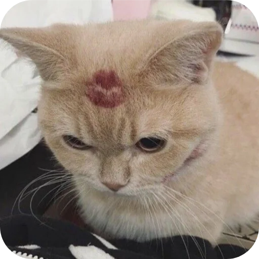 💋 Стикер «Котыкы» для Telegram