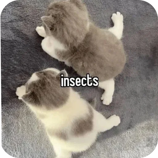 🐱 Стикер «Котыкы» для Telegram