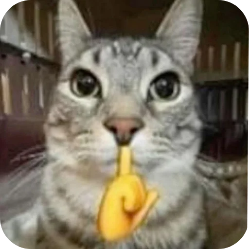 🤫 Стикер «Котыкы» для Telegram