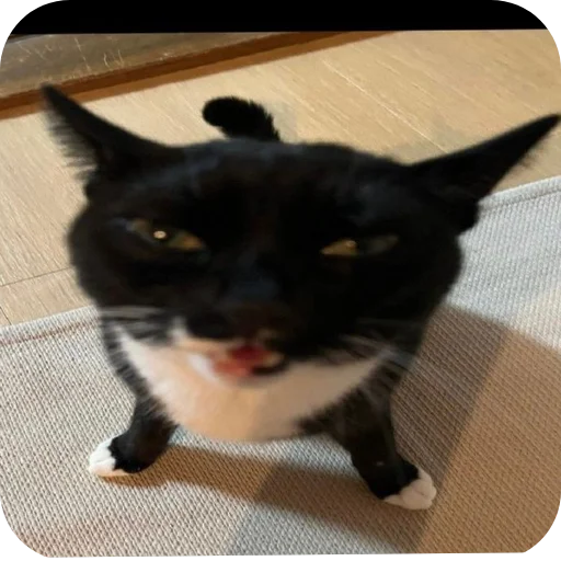 🐱 Стикер «Котыкы» для Telegram