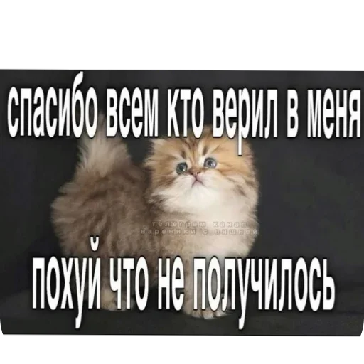 🐱 Стикер «Котыкы» для Telegram