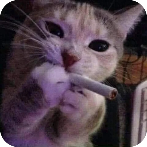 🚬 Стикер «Котыкы» для Telegram
