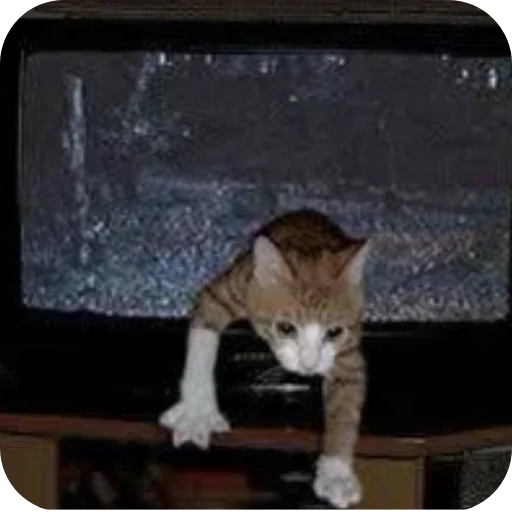 🐱 Стикер «Котыкы» для Telegram