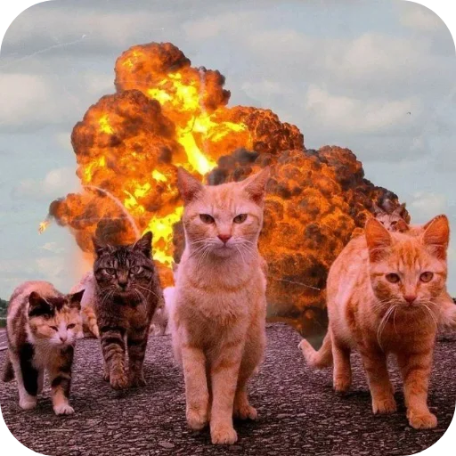 🐱 Стикер «Котыкы» для Telegram