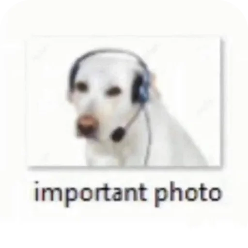 🐶 Стикер «Котыкы» для Telegram