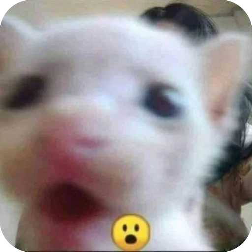 😮 Стикер «Котыкы» для Telegram
