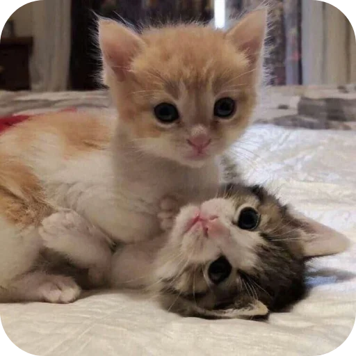 🐱 Стикер «Котыкы» для Telegram