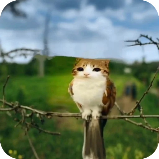 🐦 Стикер «Котыкы» для Telegram