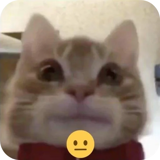 🐱 Стикер «Котыкы» для Telegram