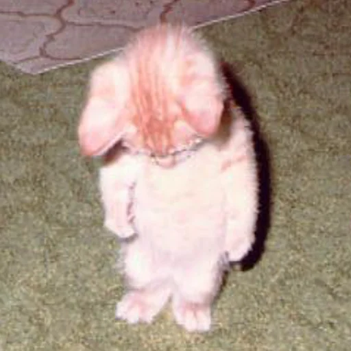 😶 Стикер «mini cats» для Telegram
