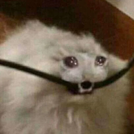 😢 Стикер «mini cats» для Telegram