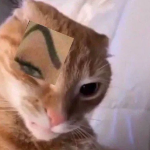 🤨 Стикер «mini cats» для Telegram