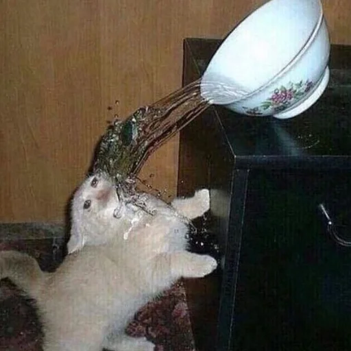 🌊 Стикер «mini cats» для Telegram