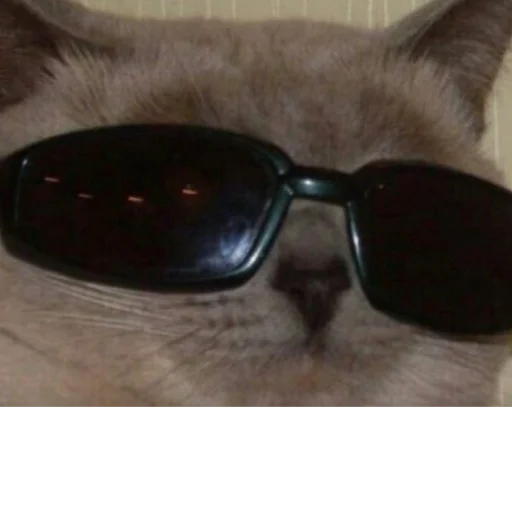 😎 Стикер «mini cats» для Telegram
