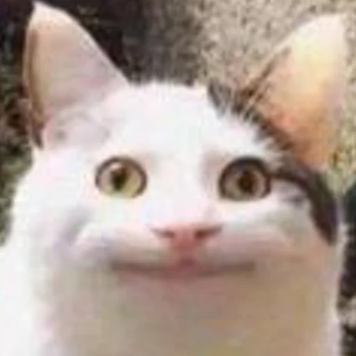 😐 Стикер «mini cats» для Telegram
