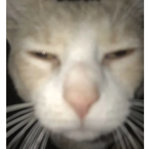 😒 Стикер «mini cats» для Telegram