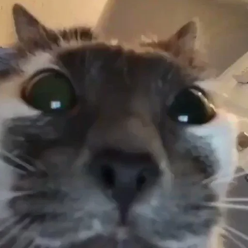 😳 Стикер «mini cats» для Telegram