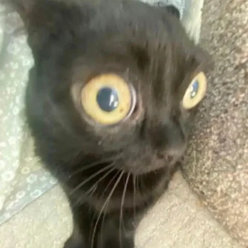 😦 Стикер «mini cats» для Telegram