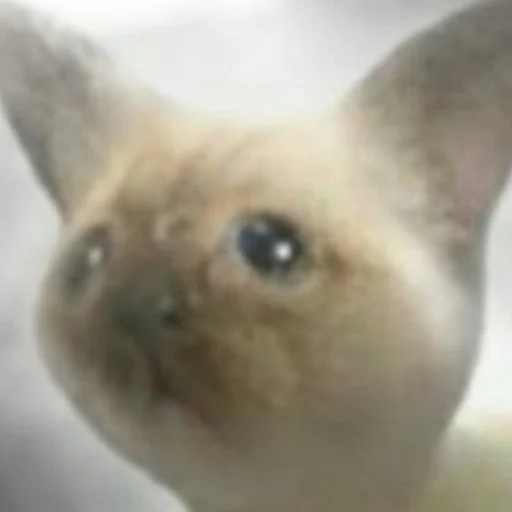 🥺 Стикер «mini cats» для Telegram
