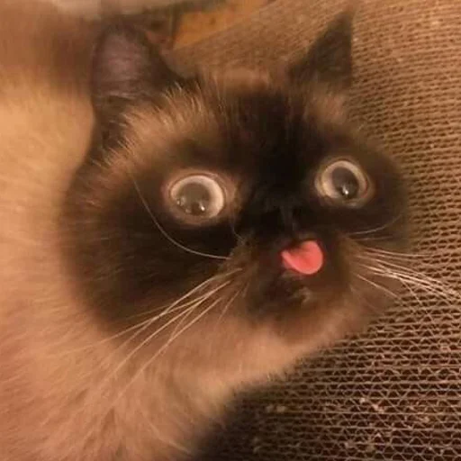 😛 Стикер «mini cats» для Telegram