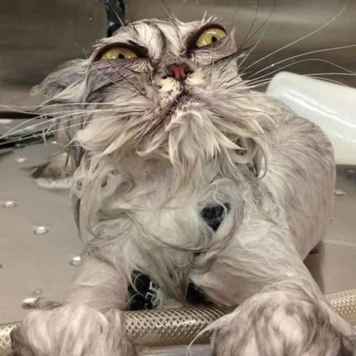 🚿 Стикер «mini cats» для Telegram
