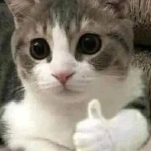 👍 Стикер «mini cats» для Telegram