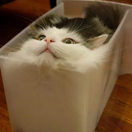 😁 Стикер «mini cats» для Telegram