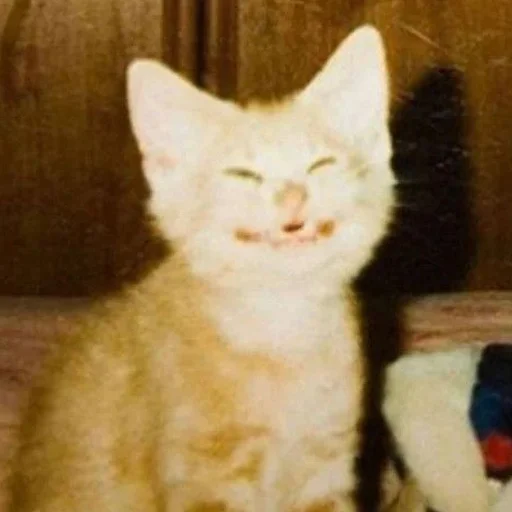 😁 Стикер «mini cats» для Telegram