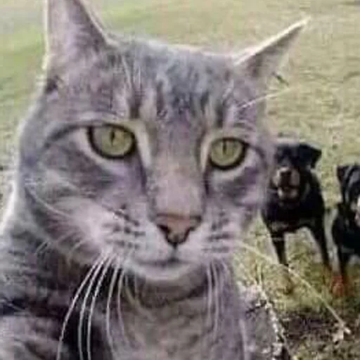 🙂 Стикер «mini cats» для Telegram