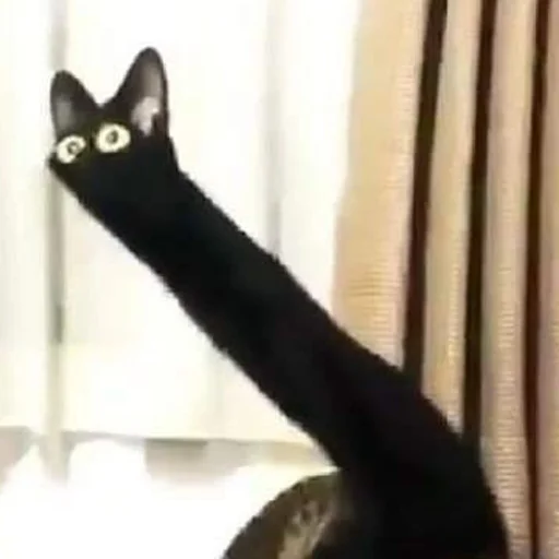 😯 Стикер «mini cats» для Telegram