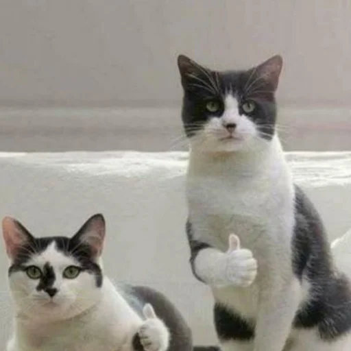 👍 Стикер «mini cats» для Telegram