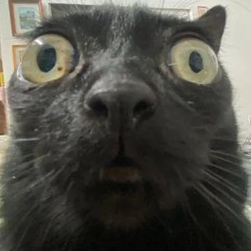 😦 Стикер «mini cats» для Telegram