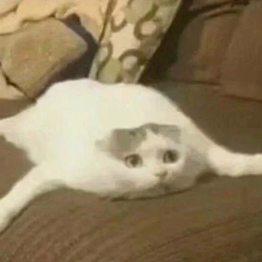 🥲 Стикер «mini cats» для Telegram