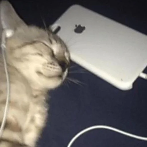 🎧 Стикер «mini cats» для Telegram