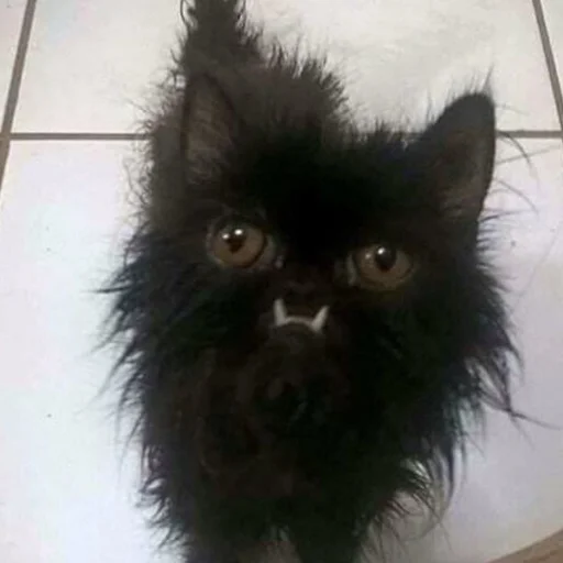 😠 Стикер «mini cats» для Telegram