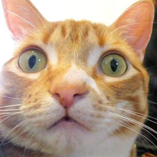 😦 Стикер «mini cats» для Telegram