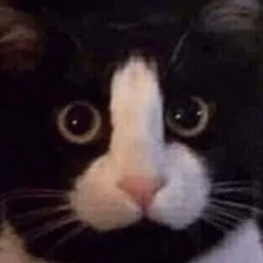 🙃 Стикер «mini cats» для Telegram
