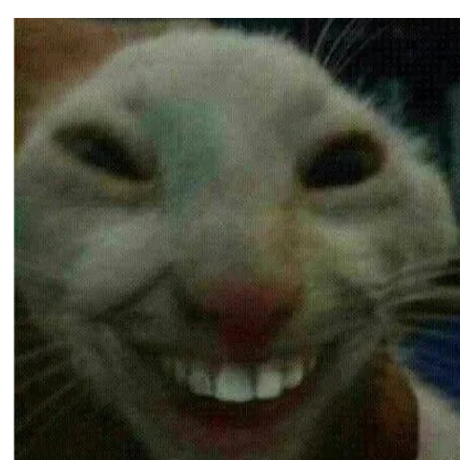 😁 Стикер «mini cats» для Telegram