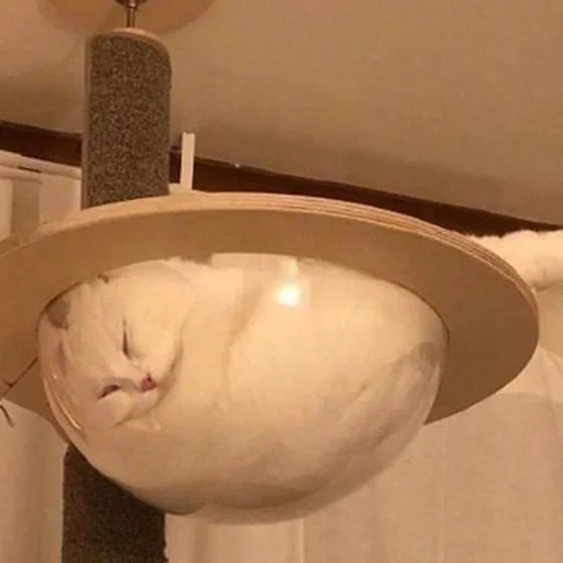 😴 Стикер «mini cats» для Telegram
