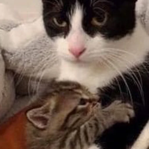 🤨 Стикер «mini cats» для Telegram