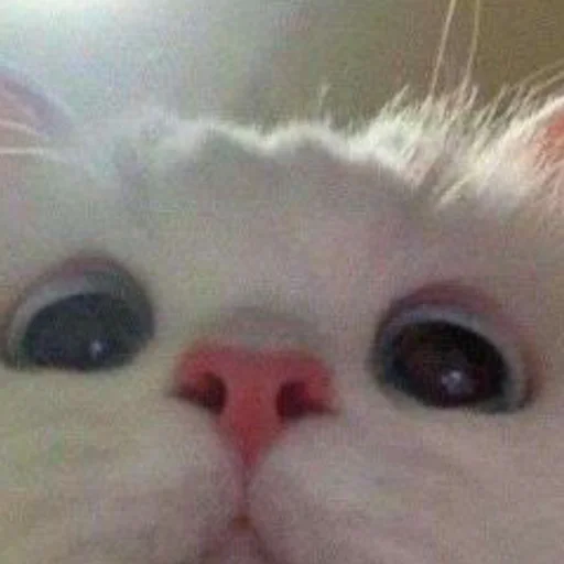 🥺 Стикер «mini cats» для Telegram