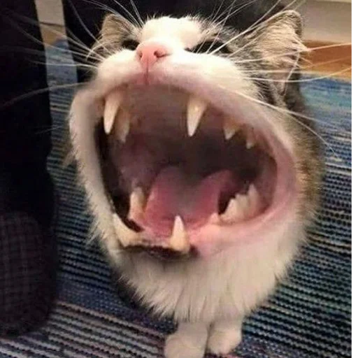 😩 Стикер «mini cats» для Telegram
